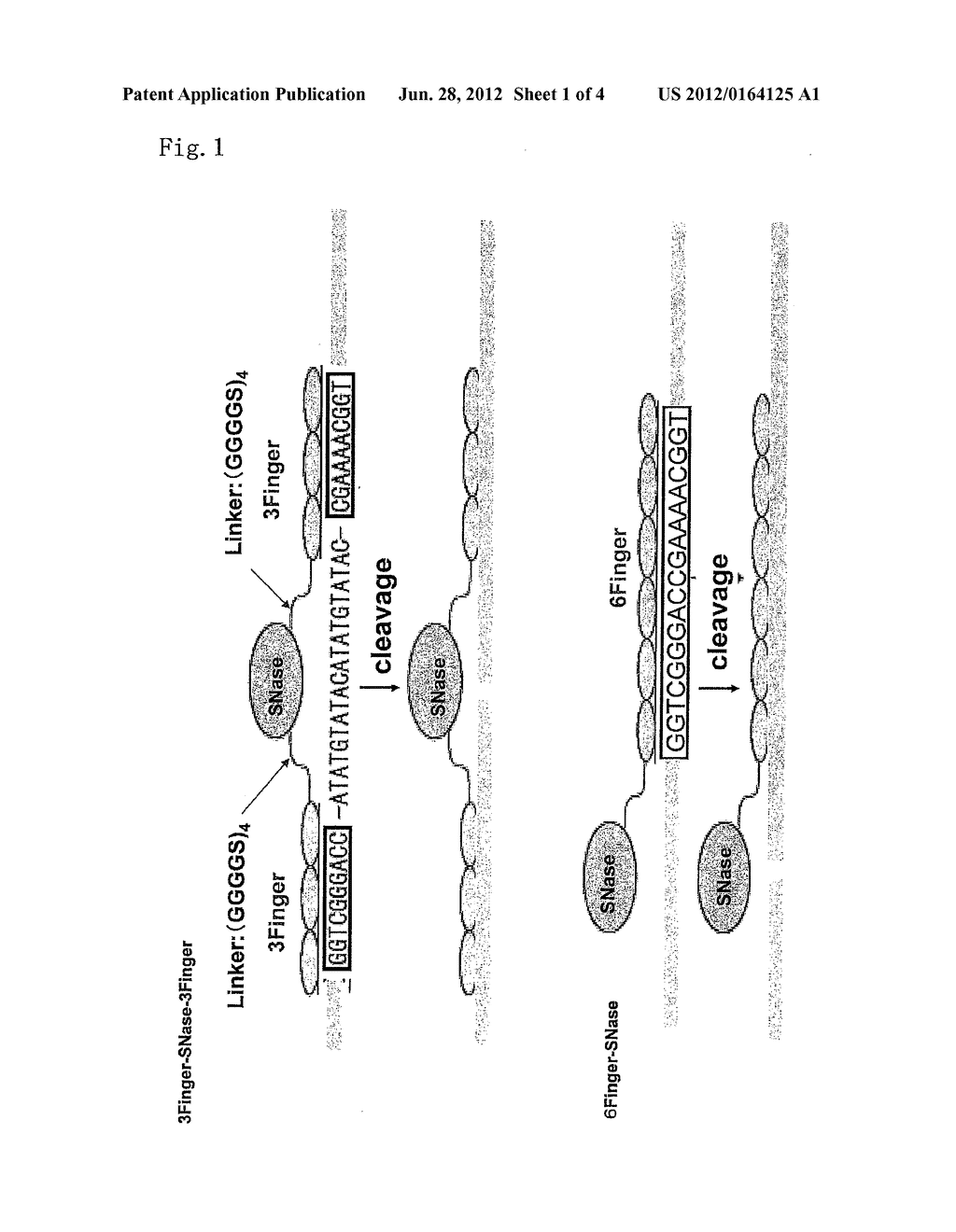 NUCLEIC ACID CLEAVING AGENT - diagram, schematic, and image 02