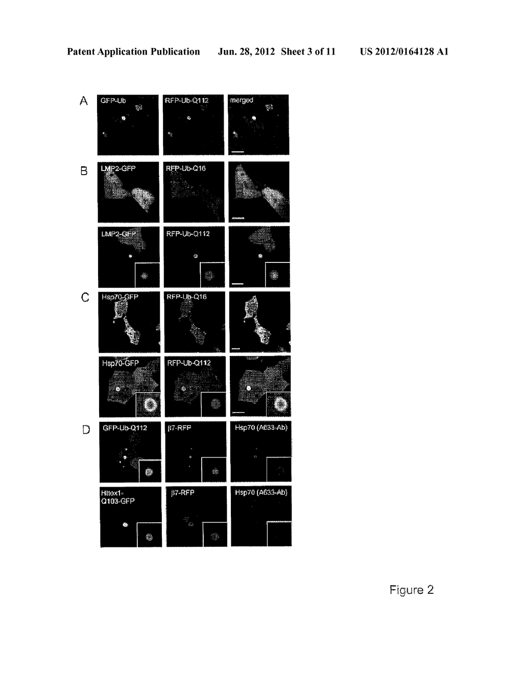 MEANS AND METHODS FOR COUNTERACTING POLYQ EXPANSION DISORDERS - diagram, schematic, and image 04