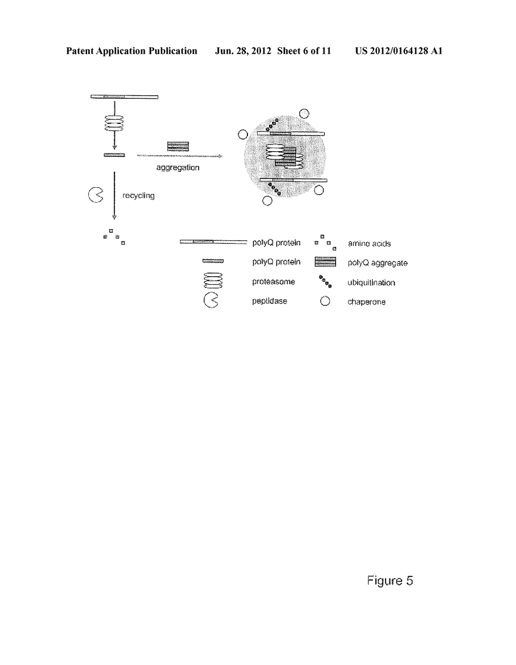 MEANS AND METHODS FOR COUNTERACTING POLYQ EXPANSION DISORDERS - diagram, schematic, and image 07