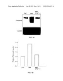 Methods for Treatment of Muscular Dystrophy diagram and image