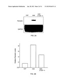 Methods for Treatment of Muscular Dystrophy diagram and image