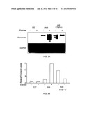 Methods for Treatment of Muscular Dystrophy diagram and image