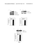 METHOD FOR INCREASING INSULIN SENSITIVITY AND FOR TREATING AND PREVENTING     TYPE 2 DIABETES diagram and image