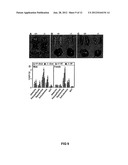 METHOD FOR INCREASING INSULIN SENSITIVITY AND FOR TREATING AND PREVENTING     TYPE 2 DIABETES diagram and image