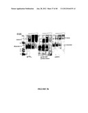 CHIMERIC MOLECULES diagram and image