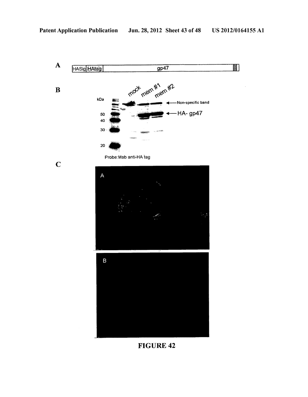 CHIMERIC MOLECULES - diagram, schematic, and image 44