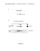 CHIMERIC MOLECULES diagram and image