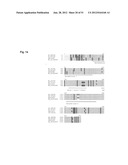 MONOCLONAL ANTIBODIES AGAINST CLAUDIN-18 FOR TREATMENT OF CANCER diagram and image