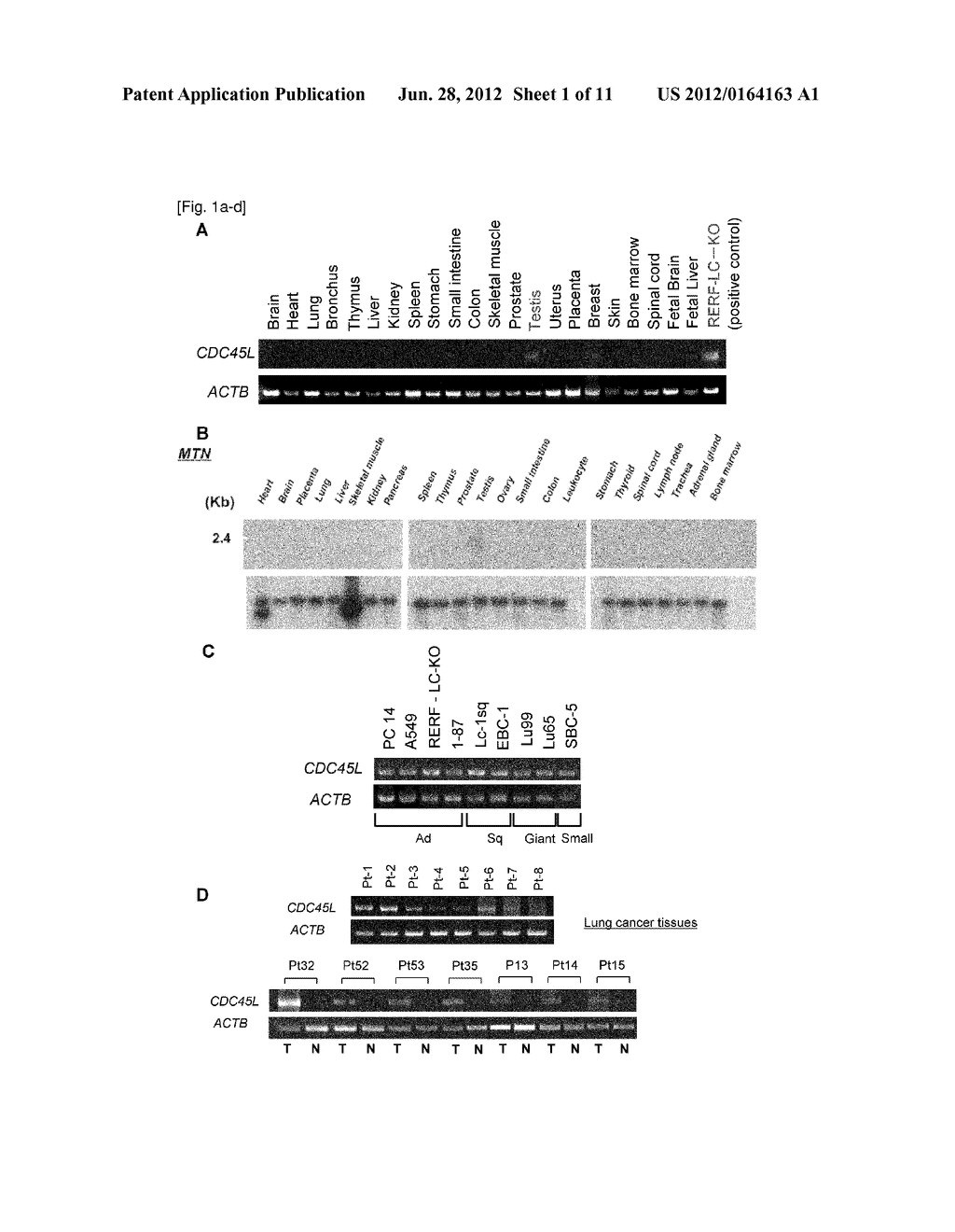 CDC45L PEPTIDES AND VACCINES INCLUDING THE SAME - diagram, schematic, and image 02