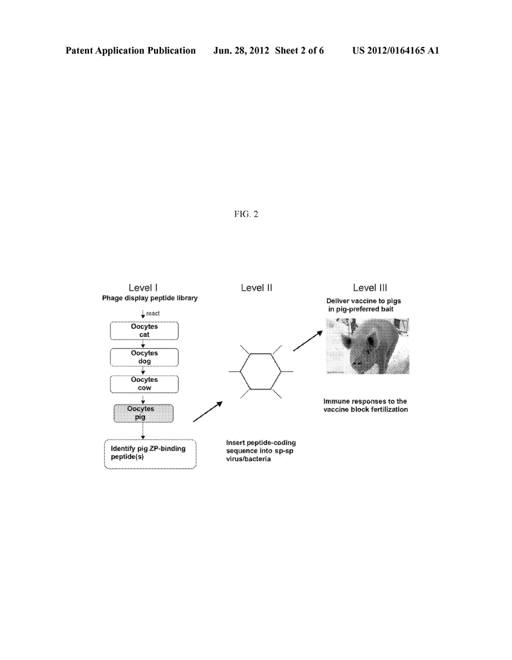 ZONA PELLUCIDA BINDING PEPTIDES, EXPRESSION VECTORS, COMPOSITIONS, AND     METHODS FOR SPECIES-SPECIFIC IMMUNOCONTRACEPTION OF ANIMALS - diagram, schematic, and image 03