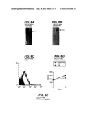 NEISSERIA MENINGITIDIS ANTIGENS AND COMPOSITIONS diagram and image