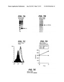 NEISSERIA MENINGITIDIS ANTIGENS AND COMPOSITIONS diagram and image