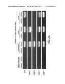 BOVINE HERPESVIRUS VACCINE diagram and image