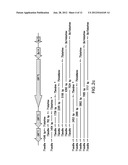 BOVINE HERPESVIRUS VACCINE diagram and image