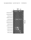 BOVINE HERPESVIRUS VACCINE diagram and image