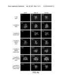 BOVINE HERPESVIRUS VACCINE diagram and image