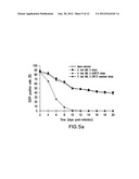 BOVINE HERPESVIRUS VACCINE diagram and image