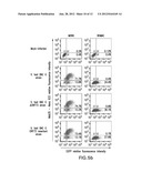 BOVINE HERPESVIRUS VACCINE diagram and image