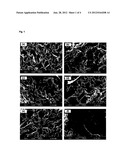 CHITOSAN HYDROGEL DERIVATIVES AS A COATING AGENT WITH BROAD SPECTRUM OF     ANTIMICROBIAL ACTIVITIES diagram and image