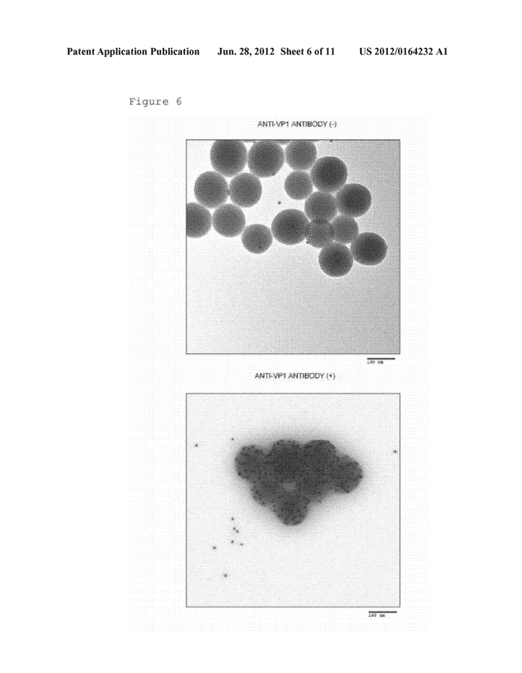 CONSTRUCT COATED WITH VIRUS COAT-CONSTITUTING PROTEIN AND METHOD FOR     PRODUCING SAME - diagram, schematic, and image 07