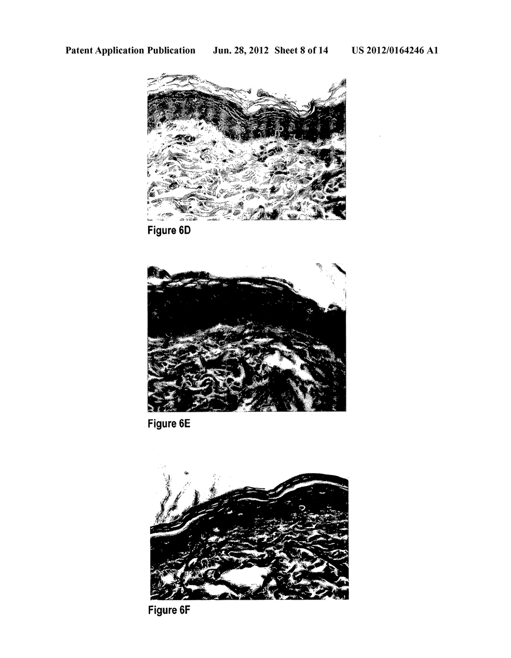 One or more of Vigna marina, Cocos nucifera L. or Terminalia catappa L.     extracts for treating wounds, skin disorders and hair loss - diagram, schematic, and image 09