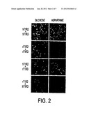 T1R TASTE RECEPTORS AND GENES ENCODING SAME diagram and image