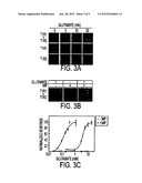 T1R TASTE RECEPTORS AND GENES ENCODING SAME diagram and image