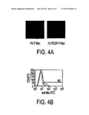 T1R TASTE RECEPTORS AND GENES ENCODING SAME diagram and image