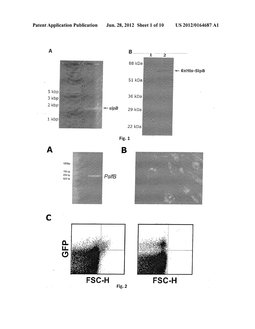 NEW STRAIN OF SALMONELLA ENTERICA S. TYPHIMURIUM, ITS USE AND A METHOD TO     OBTAIN A THERAPEUTIC VACCINE VECTOR - diagram, schematic, and image 02