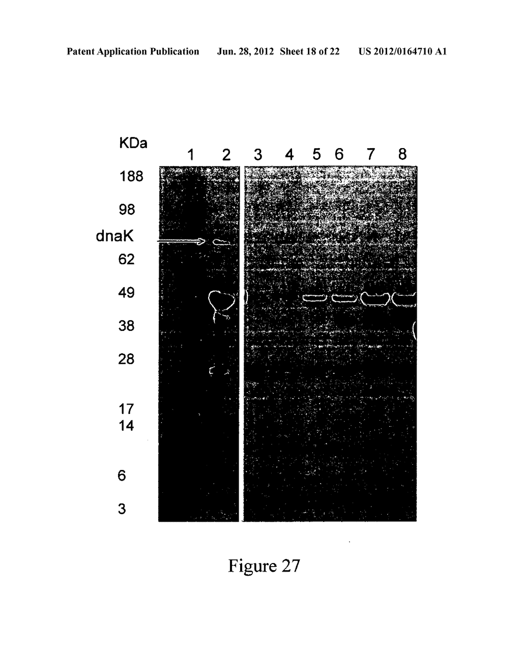 METHOD OF PREPARATION OF A BIOLOGICAL PARTICULATE STRUCTURE - diagram, schematic, and image 19