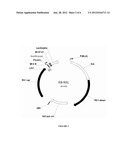 GENETICALLY ENGINEERED MICROORGANISMS COMPRISING 4-HYDROXYBENZOYL-COA     THIOESTERASES AND METHODS OF USING THE SAME FOR PRODUCING FREE FATTY     ACIDS AND FATTY ACID DERIVATIVES diagram and image