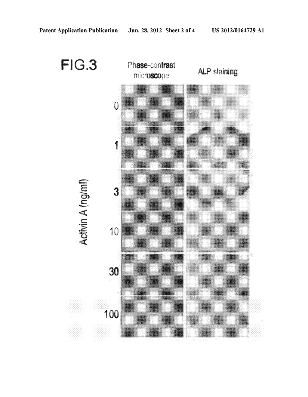 COMPOSITION FOR CULTURING PLURIPOTENT STEM CELLS AND USE THEREOF - diagram, schematic, and image 03