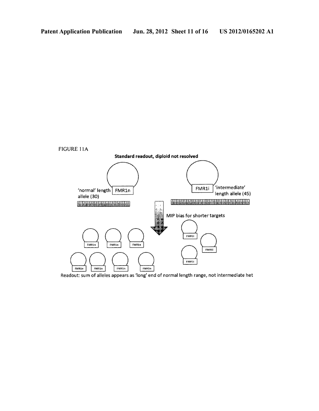 METHODS AND COMPOSITIONS FOR EVALUATING GENETIC MARKERS - diagram, schematic, and image 12