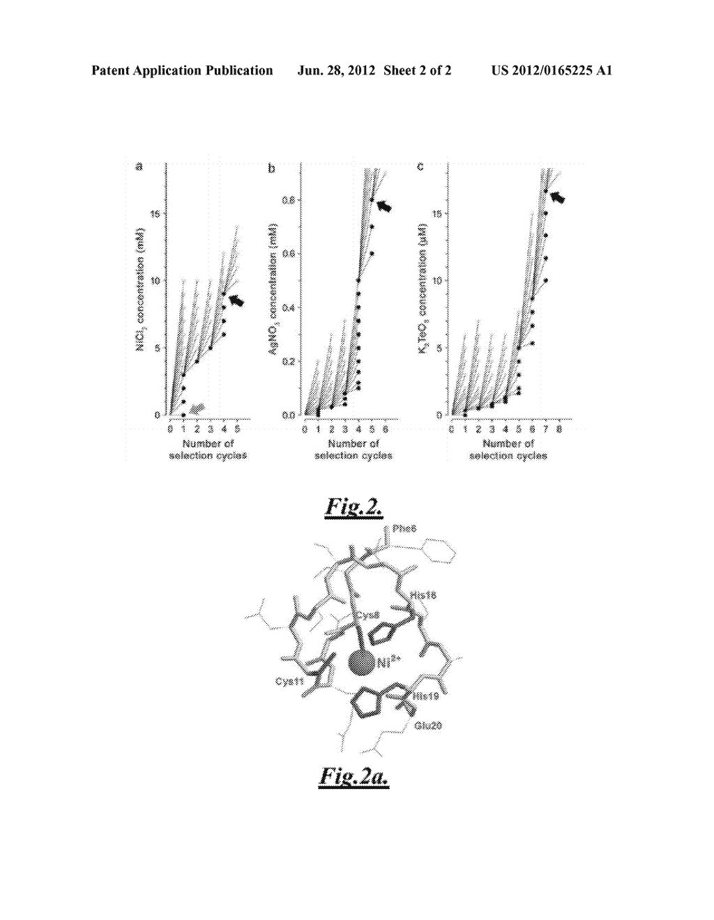 FUNCTIONAL BIOMOLECULES AND METHODS - diagram, schematic, and image 03