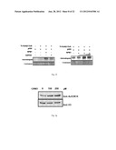 INHIBITION OF HISTONE ACETYLTRANSFERASES BY CTK7A  AND METHODS THEREOF diagram and image