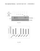 INHIBITION OF HISTONE ACETYLTRANSFERASES BY CTK7A  AND METHODS THEREOF diagram and image
