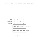 INHIBITION OF HISTONE ACETYLTRANSFERASES BY CTK7A  AND METHODS THEREOF diagram and image