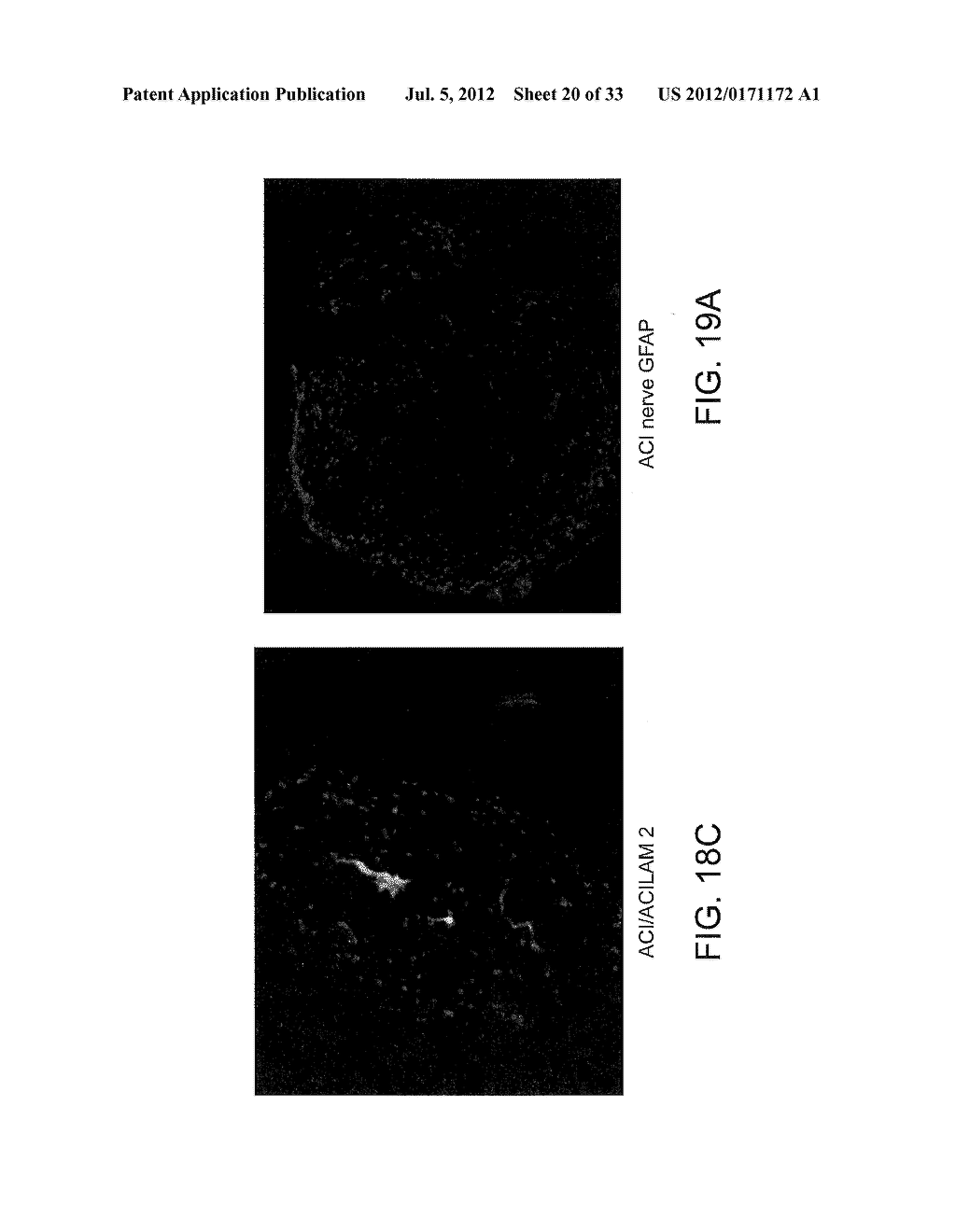 Methods Of Engineering Neural Tissue - diagram, schematic, and image 21