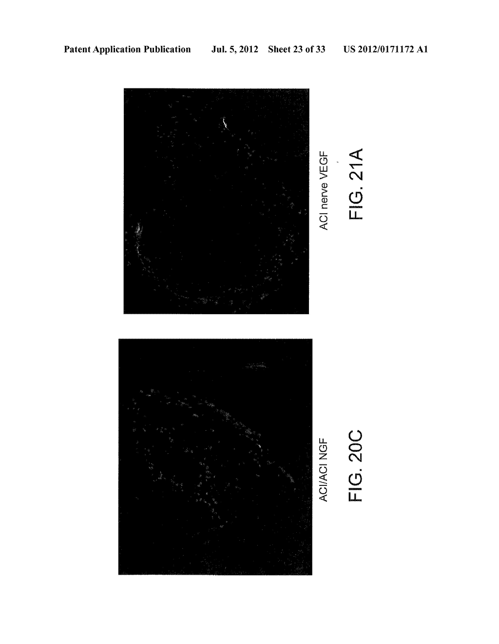 Methods Of Engineering Neural Tissue - diagram, schematic, and image 24