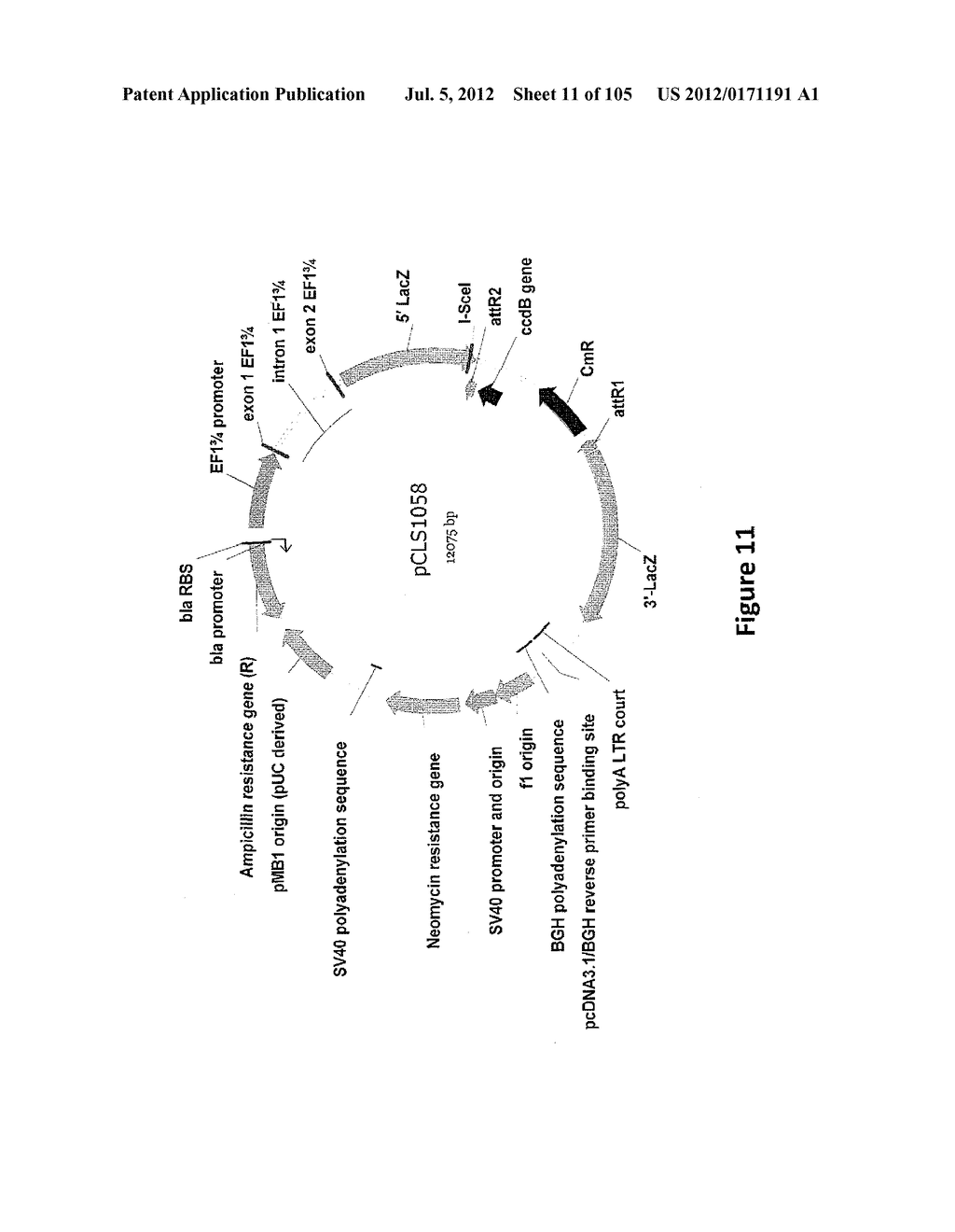 MEGANUCLEASE VARIANTS CLEAVING THE GENOME OF A PATHOGENIC NON-INTEGRATING     VIRUS AND USES THEREOF - diagram, schematic, and image 12