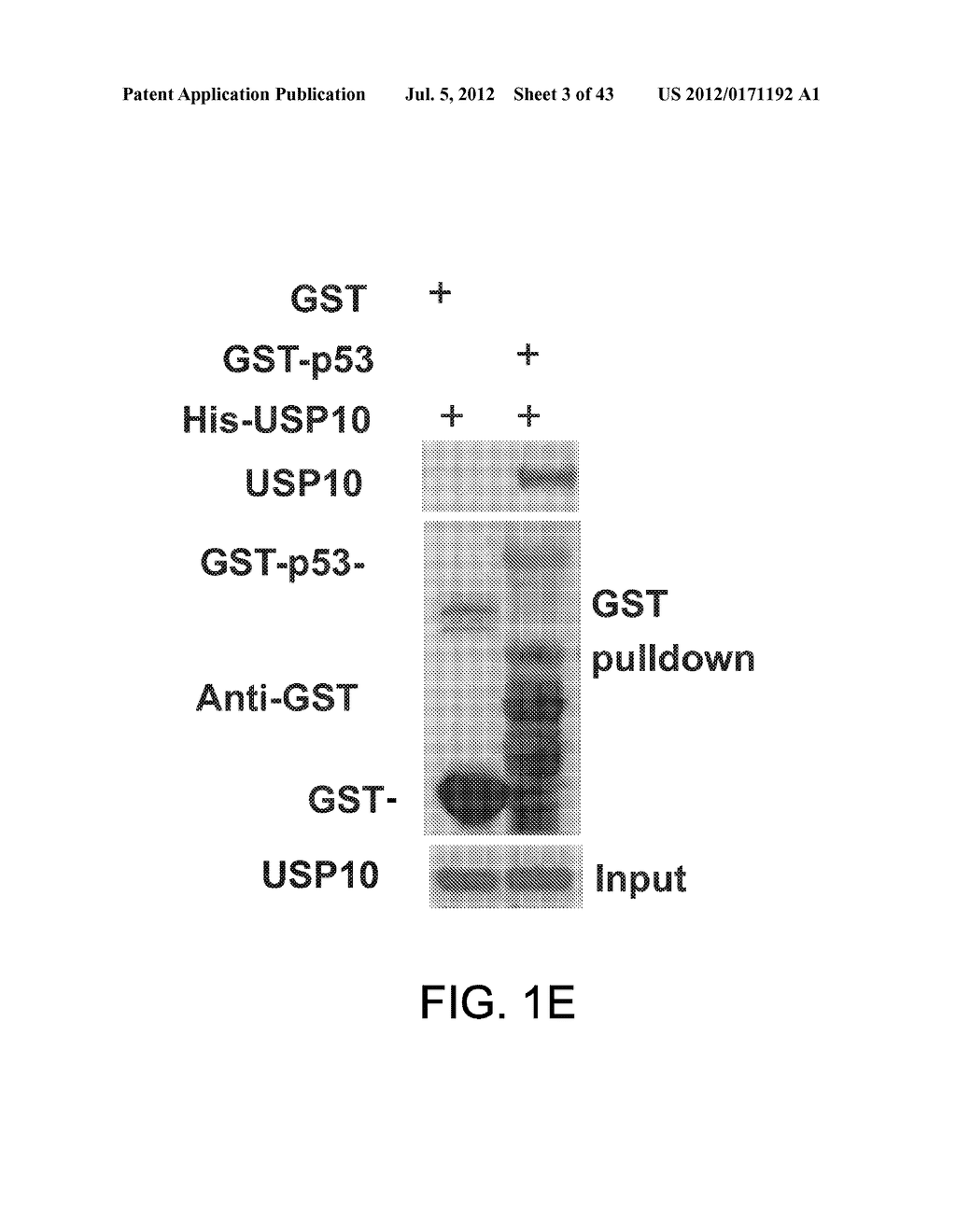 METHODS AND MATERIALS FOR MODULATING DEUBIQUITINASES AND UBIQUITINATED     POLYPEPTIDES - diagram, schematic, and image 04