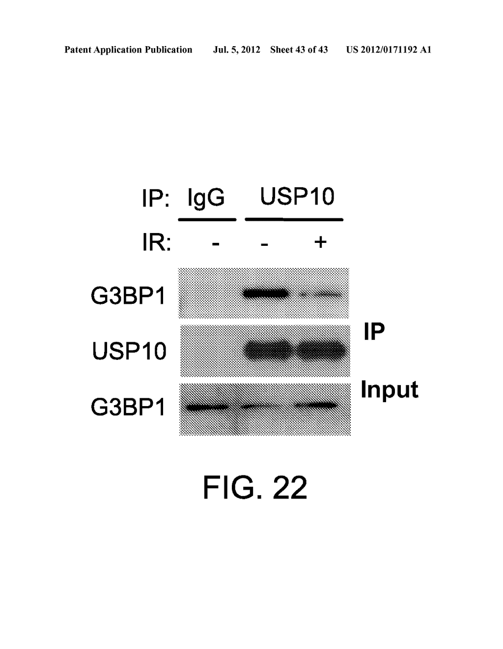 METHODS AND MATERIALS FOR MODULATING DEUBIQUITINASES AND UBIQUITINATED     POLYPEPTIDES - diagram, schematic, and image 44