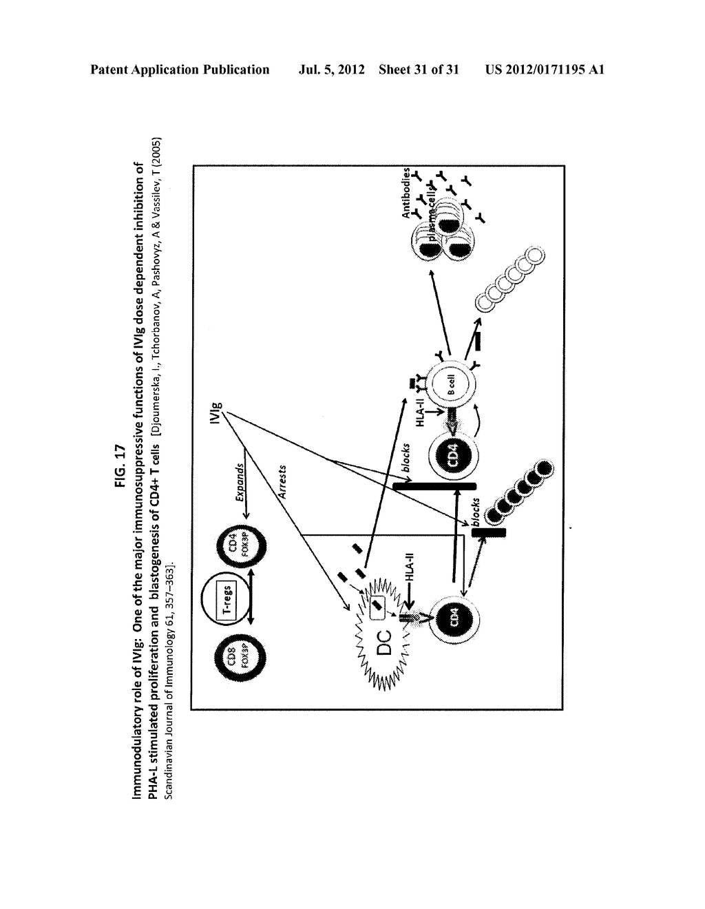 ANTI-HLA-E ANTIBODIES, THERAPEUTIC IMMUNOMODULATORY ANTIBODIES TO HUMAN     HLA-E HEAVY CHAIN,  USEFUL AS IVIG MIMETICS AND METHODS OF THEIR USE - diagram, schematic, and image 32