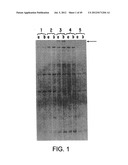 COMPOSITIONS AND METHODS FOR THE TREATMENT AND DIAGNOSIS OF IMMUNE     DISORDERS diagram and image