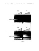 COMPOSITIONS AND METHODS FOR THE TREATMENT AND DIAGNOSIS OF IMMUNE     DISORDERS diagram and image