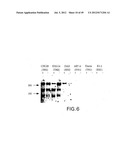 COMPOSITIONS AND METHODS FOR THE TREATMENT AND DIAGNOSIS OF IMMUNE     DISORDERS diagram and image