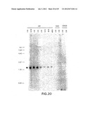 COMPOSITIONS AND METHODS FOR THE TREATMENT AND DIAGNOSIS OF IMMUNE     DISORDERS diagram and image