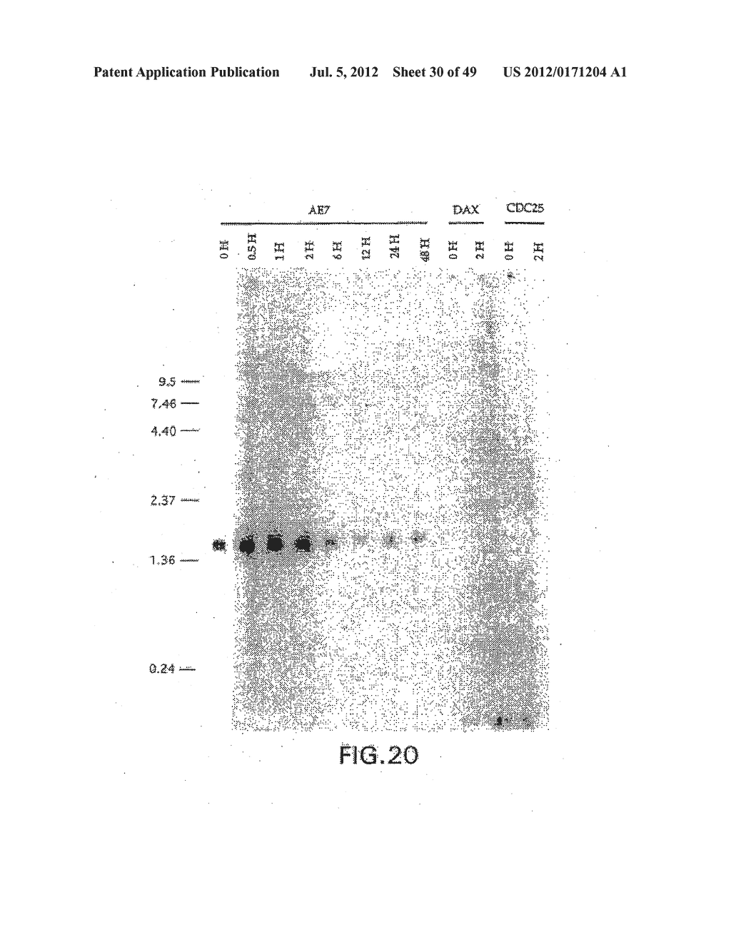 COMPOSITIONS AND METHODS FOR THE TREATMENT AND DIAGNOSIS OF IMMUNE     DISORDERS - diagram, schematic, and image 31