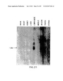 COMPOSITIONS AND METHODS FOR THE TREATMENT AND DIAGNOSIS OF IMMUNE     DISORDERS diagram and image