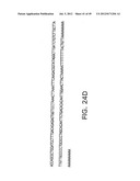 COMPOSITIONS AND METHODS FOR THE TREATMENT AND DIAGNOSIS OF IMMUNE     DISORDERS diagram and image